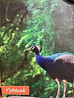 Notebook Peacock Small