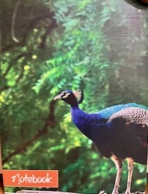 Notebook Peacock Small
